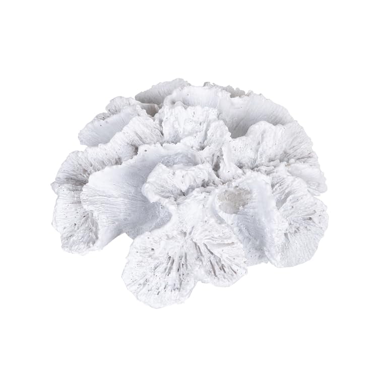 WHITE CORAL FIG