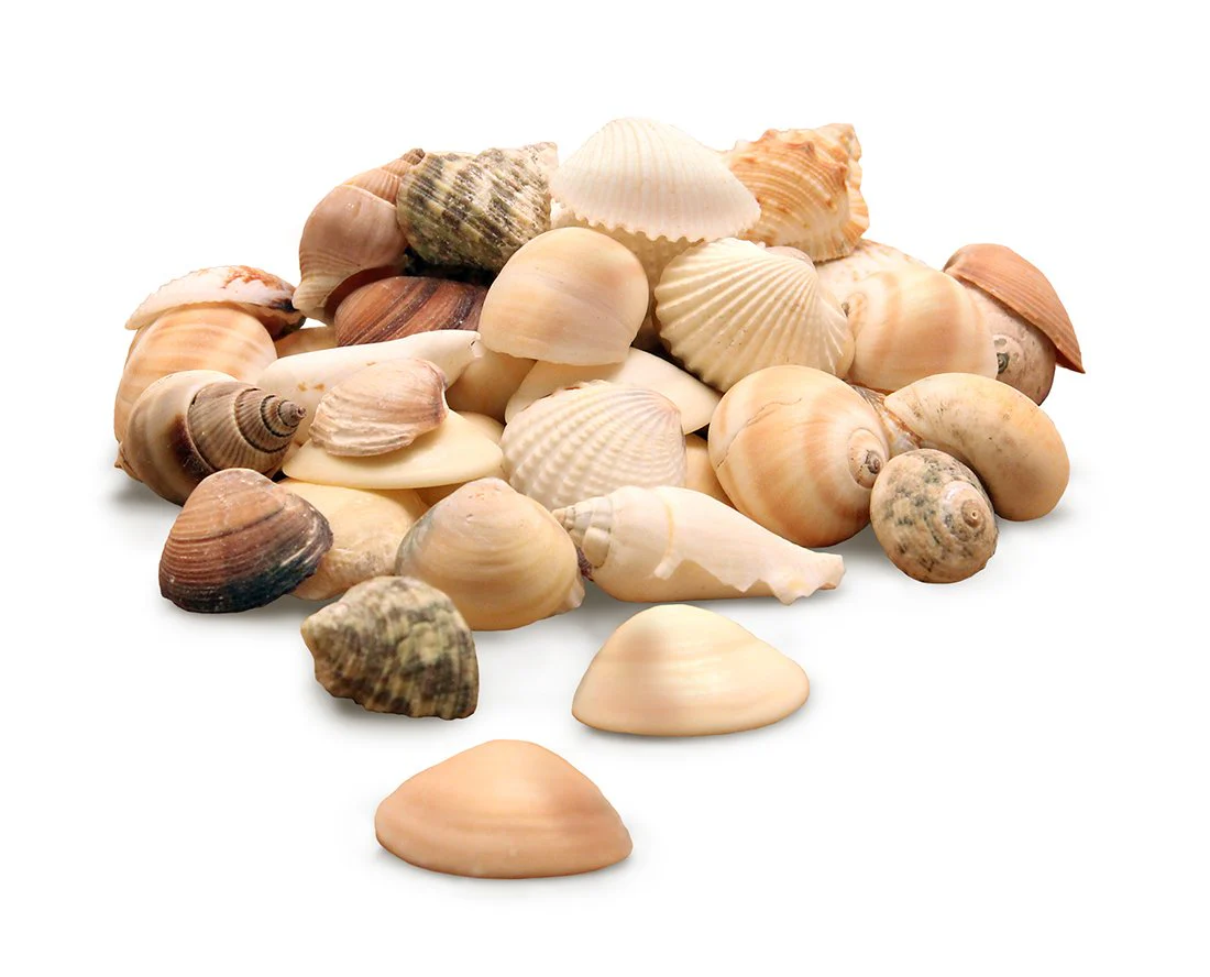 Hygloss Products Craft Shells – Mixed Bucket O' Sea Shells From USA - Natural Mix, 5 Ounce Container