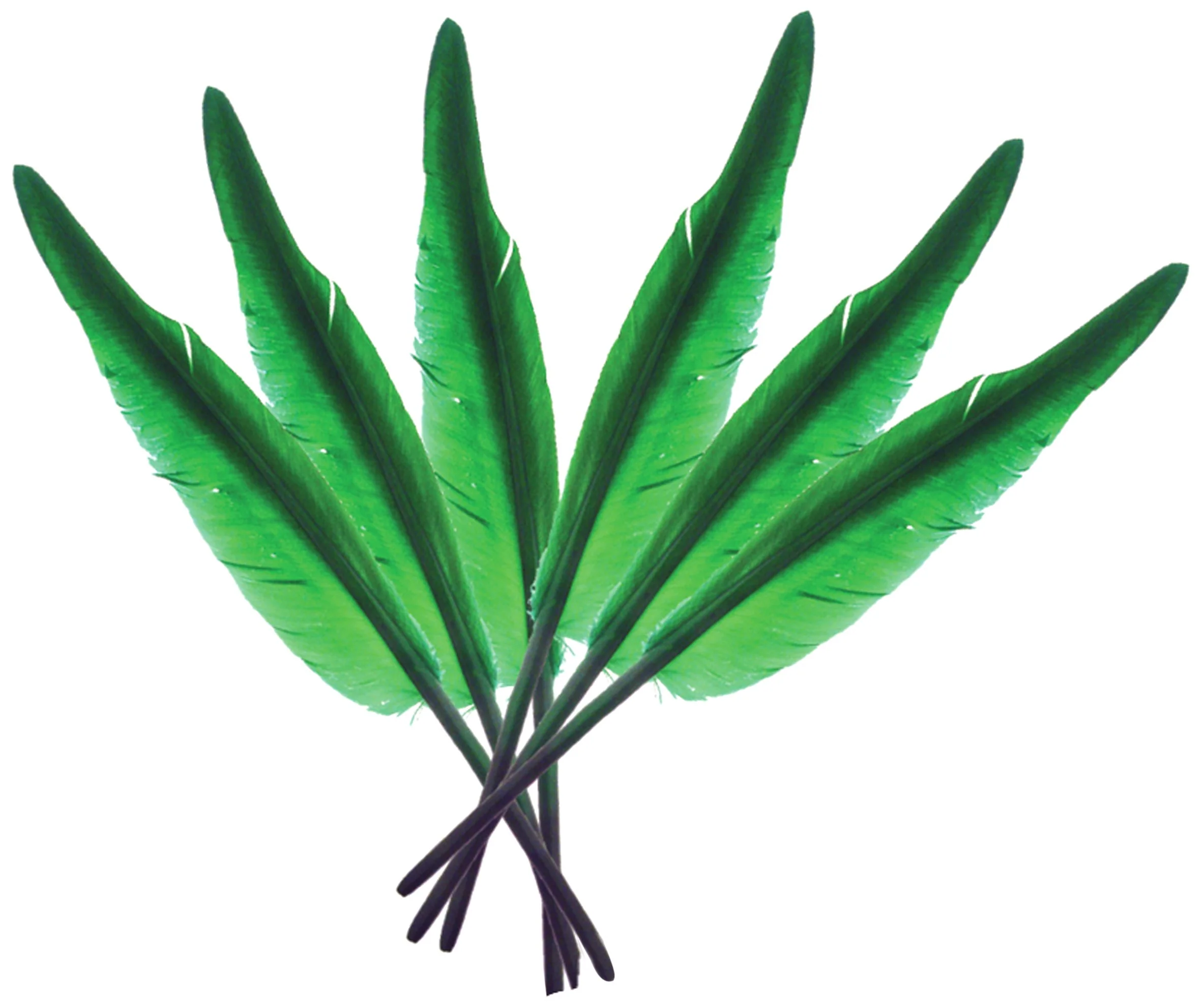 Touch of Nature 38175 Indian Feather, 10 to 12-Inch, Kelly Green